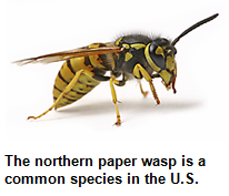 The northern paper wasp is a common species in the United States.